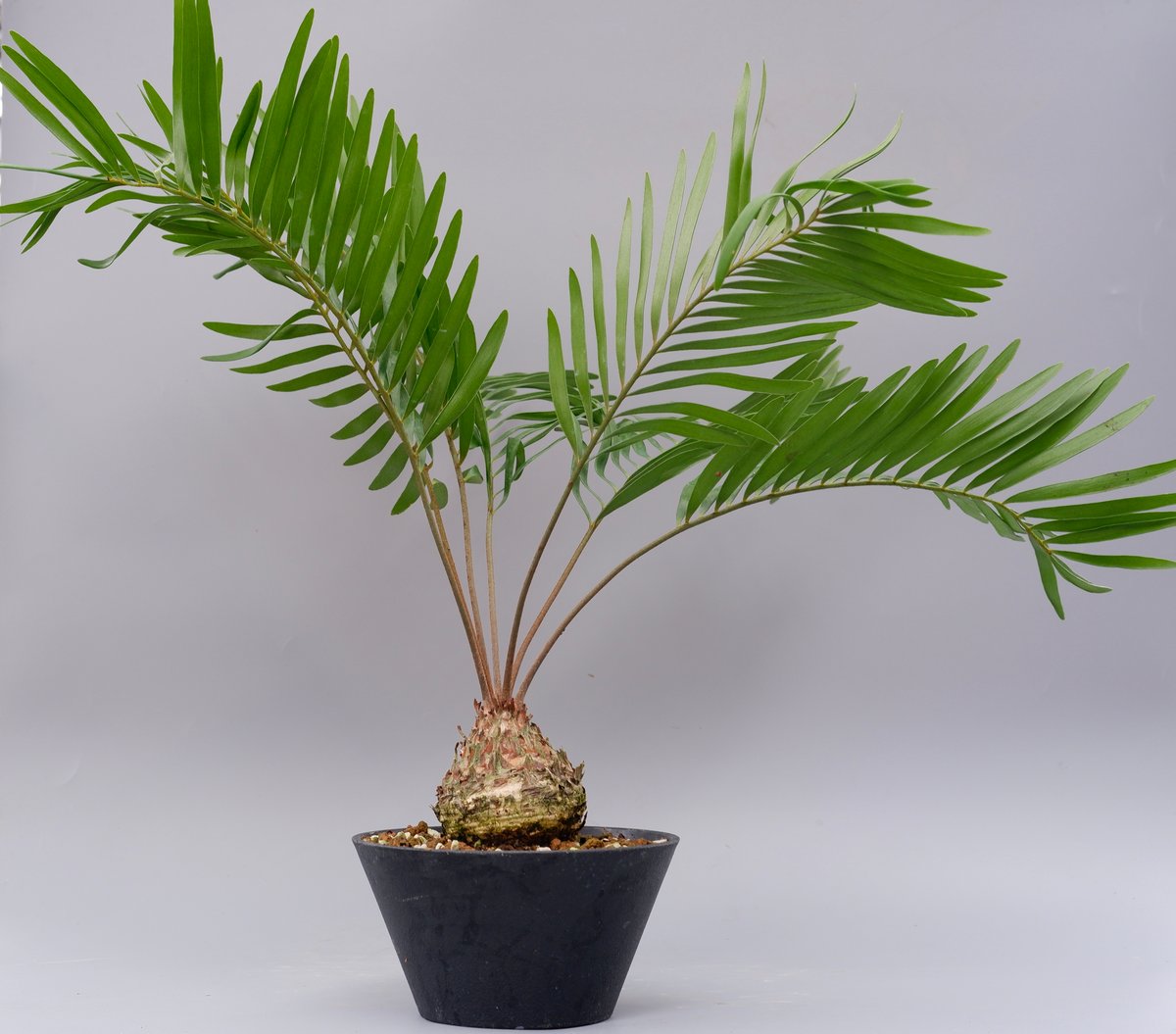 ザミア フロリダーナ 005 Zamia floridana 蘇鉄 | Sunny Branch