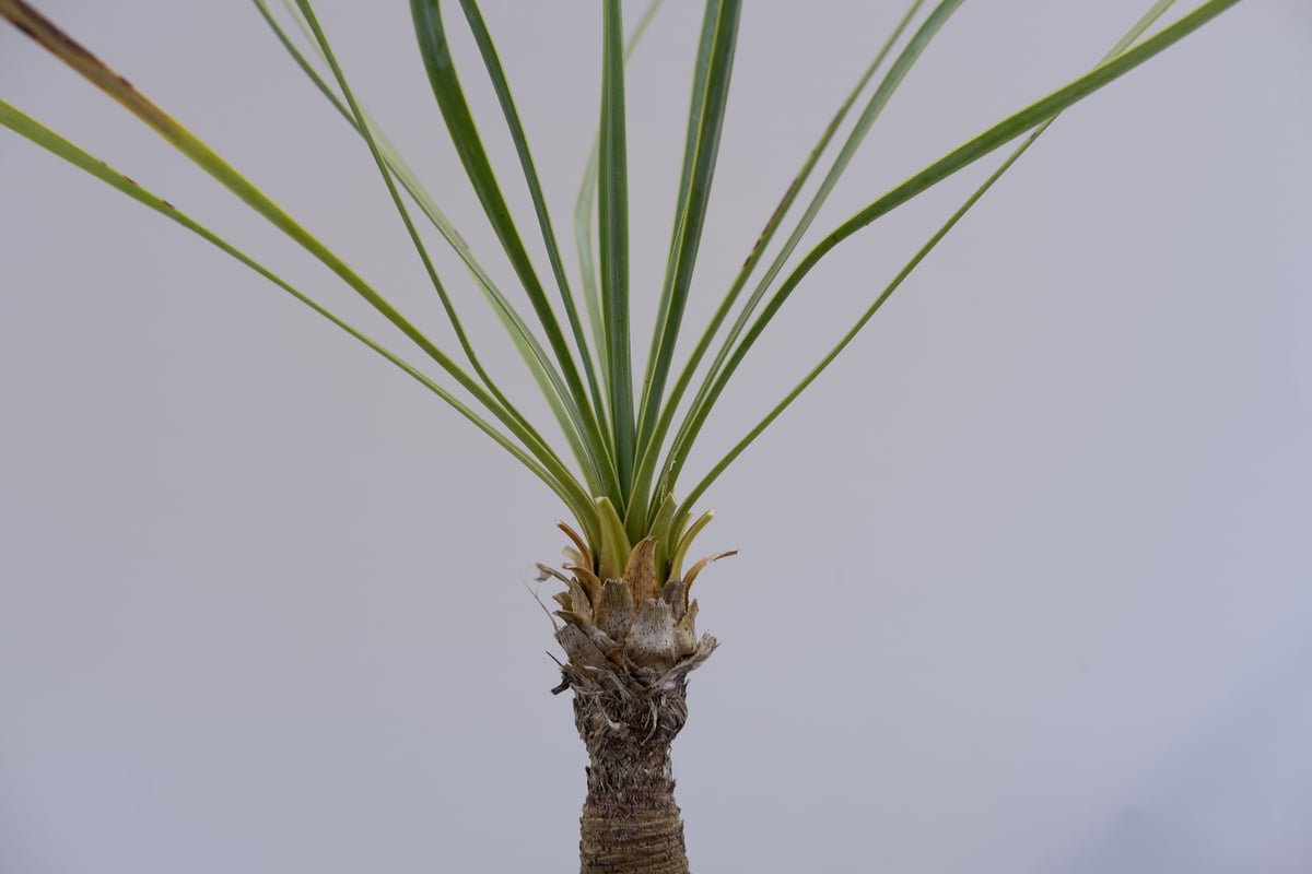 ユッカ ロストラータ 004【幹立ち】 Yucca Rostrata | Sunny Branch ユッカ ロストラータ 004【幹立ち】 Yucca Rostrata | Sunny Branch