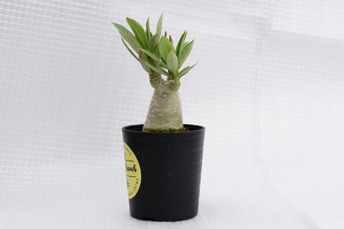 Adenium Somalense Nova／ソマリア産／XL株／塊根／輸入 【公式