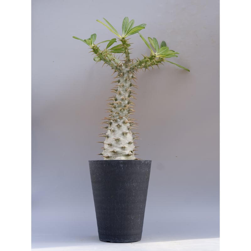 パキポディウム アンボンゲンセ 001【開花実績あり