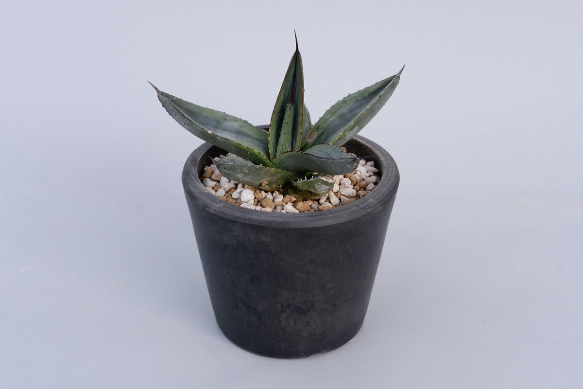 アガベ シャークバイト005 Agave Sharkbite | Sunny Branch