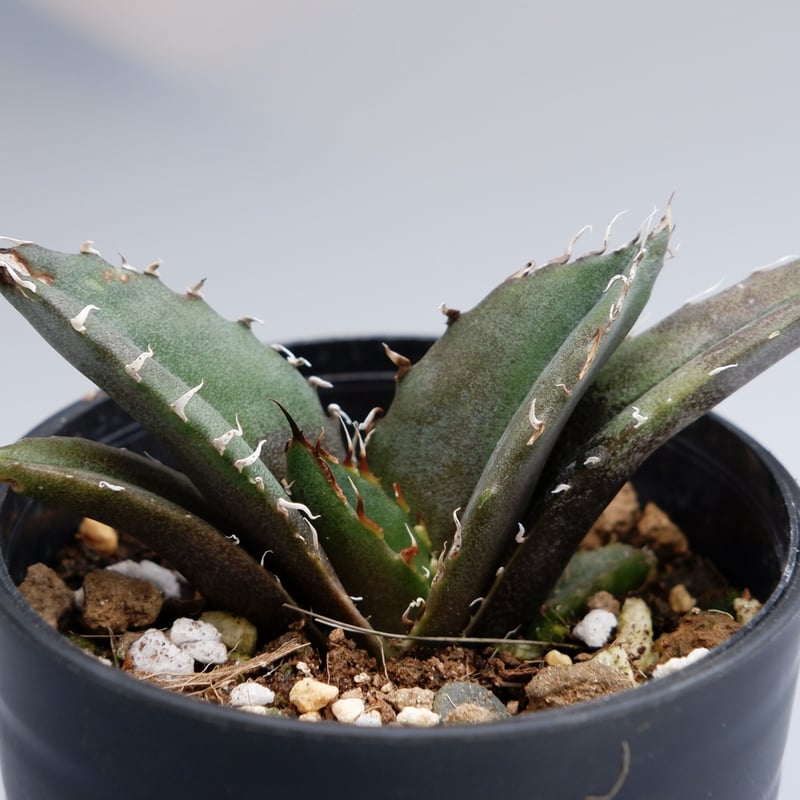 チタノタ白鯨 アガベ チタノタ 白鯨 | STELLA.PLANTS