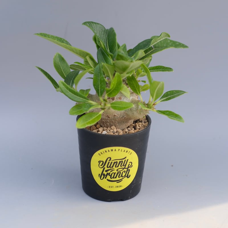 パキポディウム ウィンゾリー 実生株 094 Pachypodium windsorii |