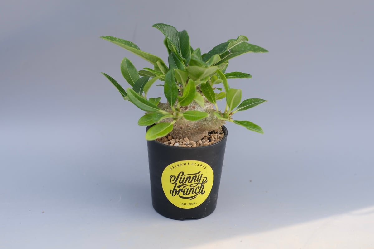 パキポディウム ウィンゾリー 実生株 094 Pachypodium windsorii |