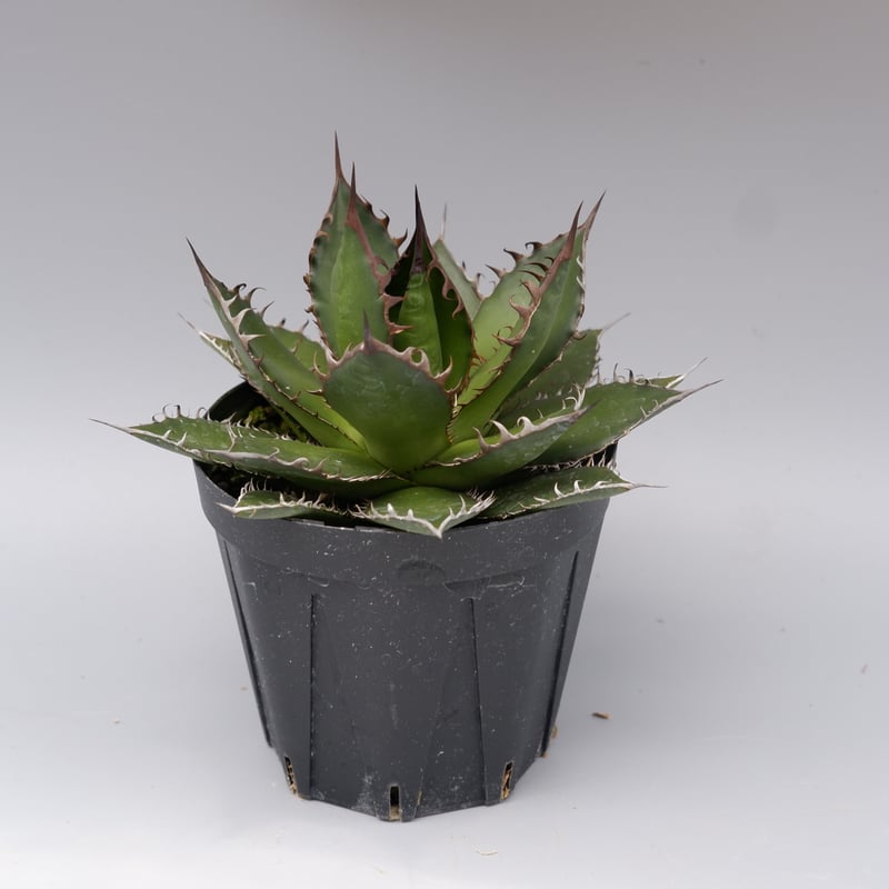 アガベ ホリダ 046 Agave horrida 強棘 | Sunny Branch