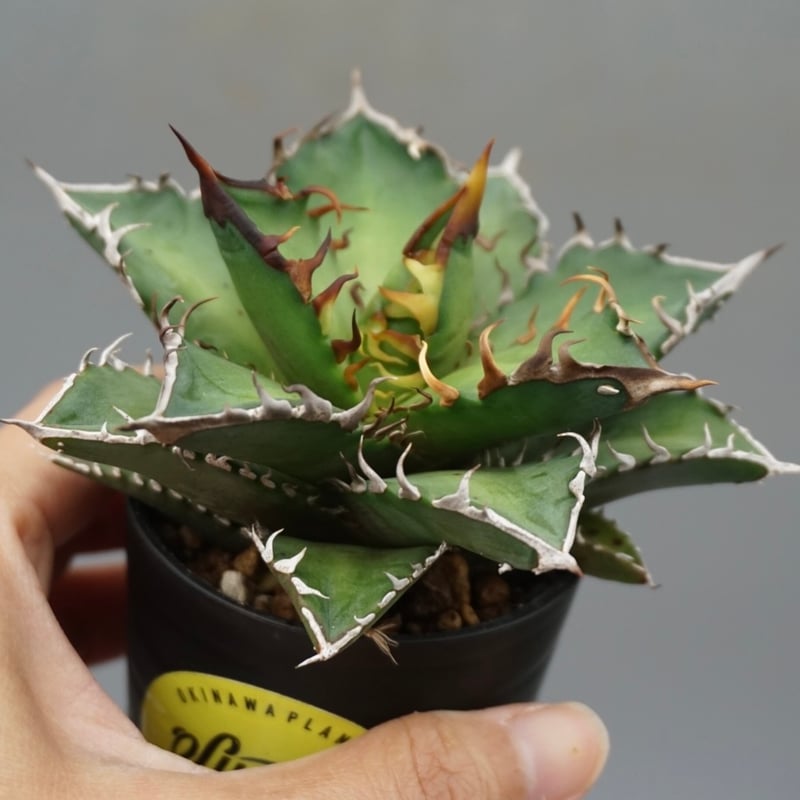 アガベ チタノタ レッドキャットウィーズル Agave titanota Red Catwee