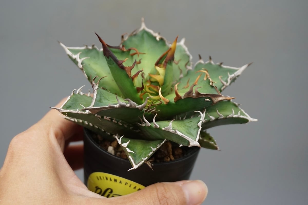 アガベ Agave titanota [Red catweezle] Agave Titanota 