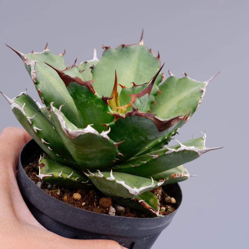 アガベ チタノタ ドワーフ 002 Agave titanota 