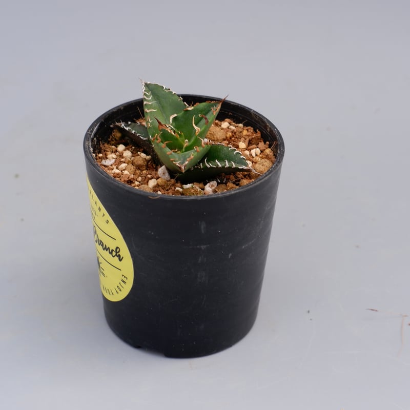 アガベ チタノタ　シーザー アガベ・チタノタ「凱撒（シーザー）」 3.5号鉢 | | チタノタ銘品