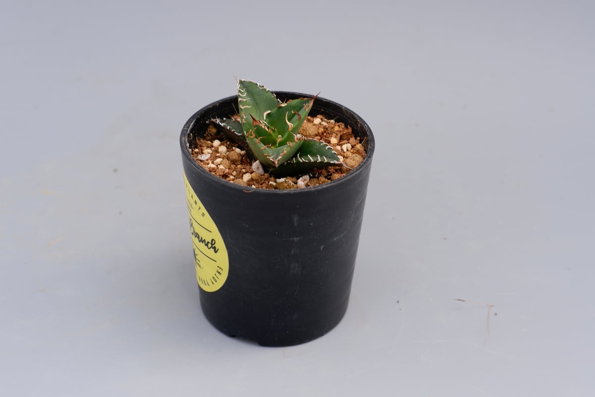 アガベ　チタノタ　シーザー アガベ チタノタ シーザー Agave titanota caesar 098 | Sunny