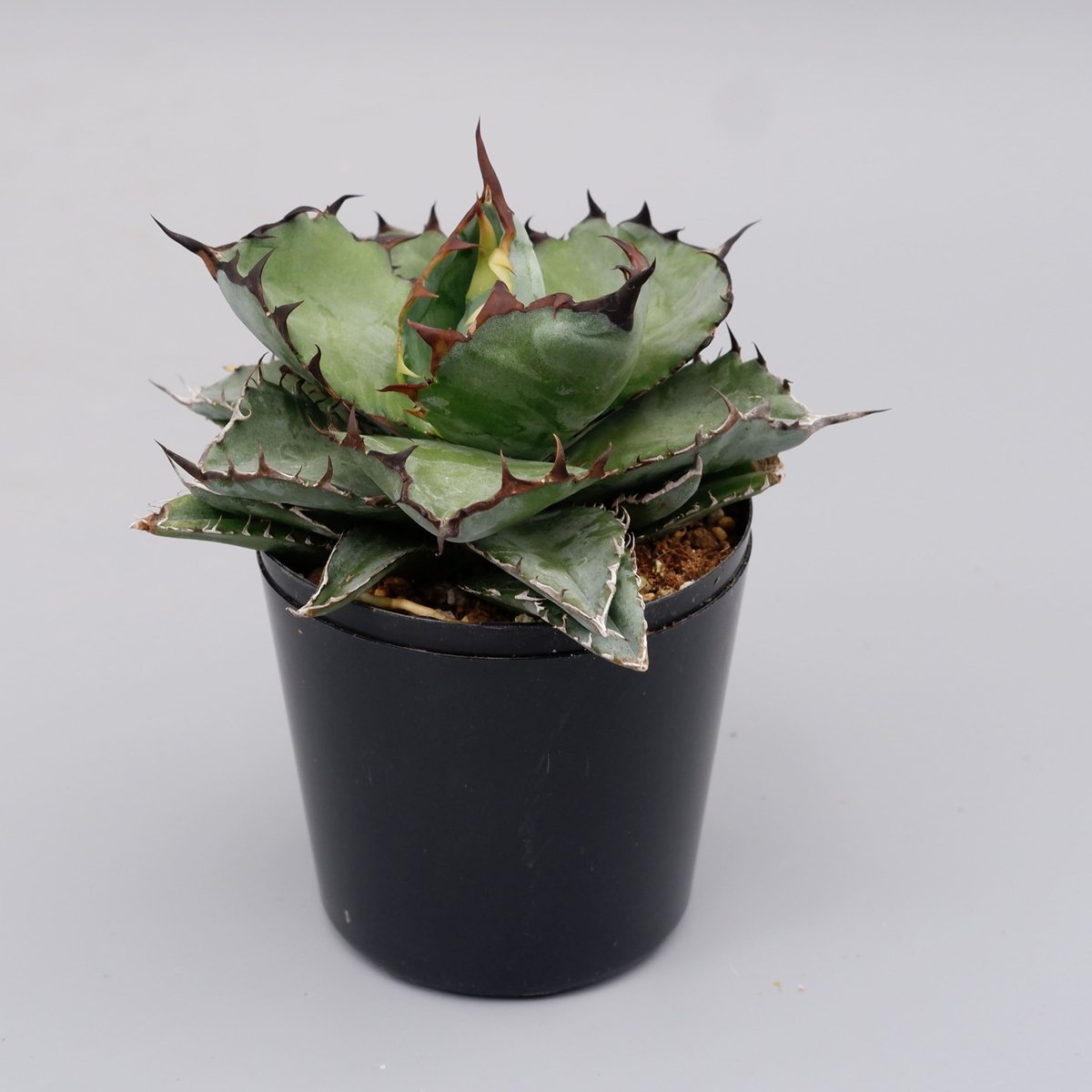アガベ Agave titanota BB アガベ チタノタ ブラックアンドブルー Agave titanota BB 076 | Sun