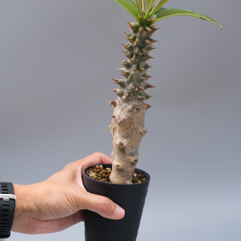 パキポディウム バロニー実生株028 Pachypodium baronii | Sunny