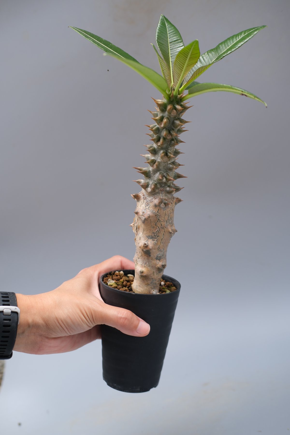 パキポディウム バロニー実生株028 Pachypodium baronii | Sunny