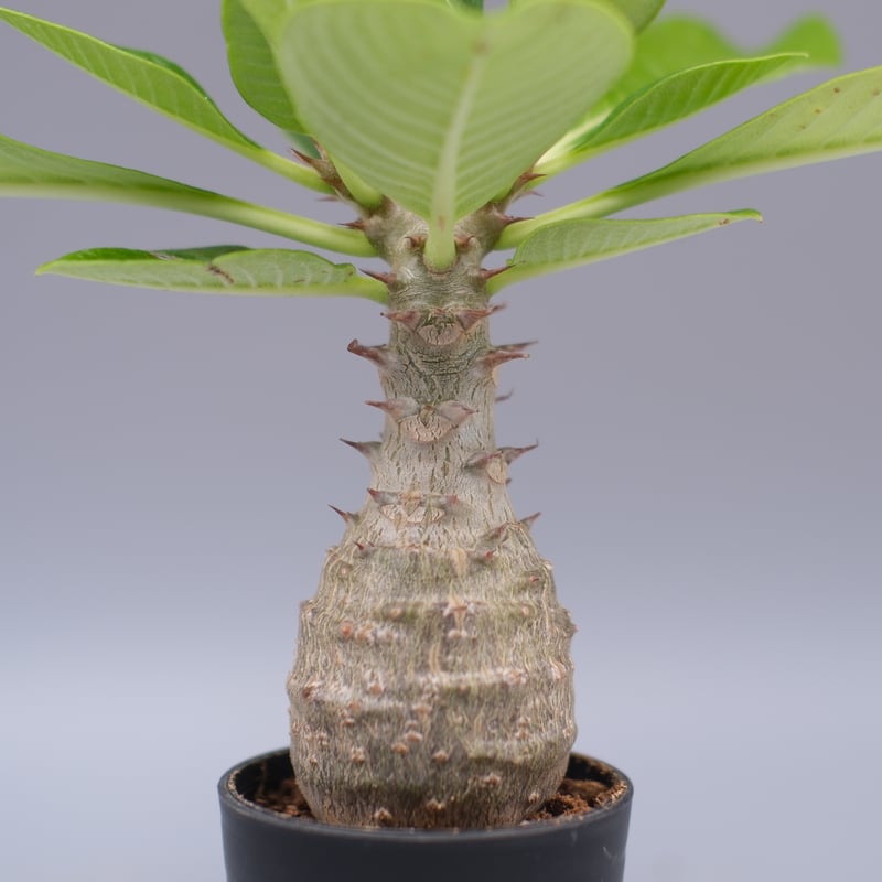パキポディウム ウィンゾリー 実生株 079 Pachypodium windsorii |