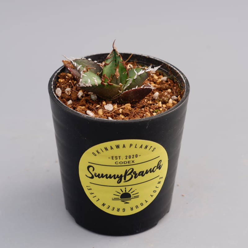 アガベ チタノタ シーザー アガベ チタノタ シーザー Agave titanota caesar 074 | Sunny