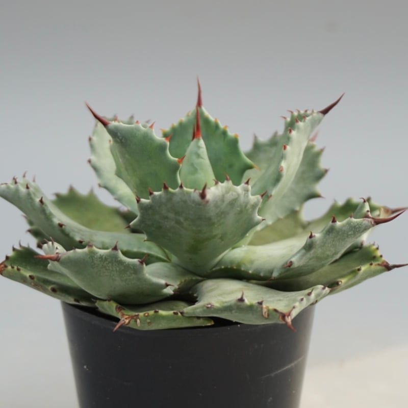 アガベ イシスメンシス 実生株 Agave isthmensis 002 | Sunny Br