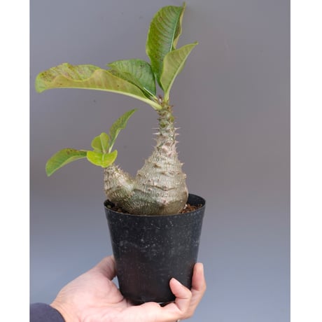 パキポディウムウィンゾリー | STORES