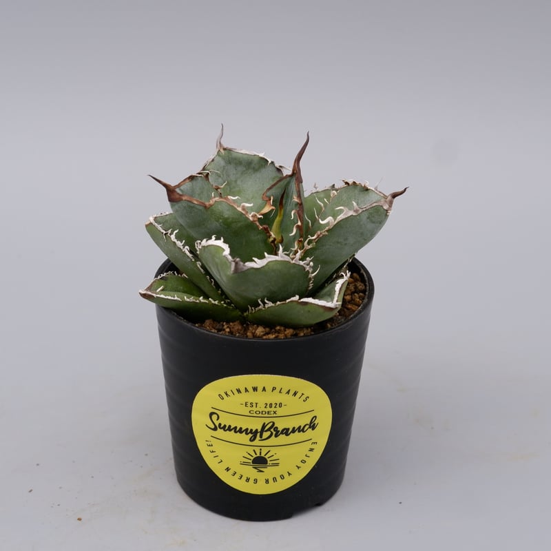 アガベ チタノタ 白鯨 Agave titanota white whale 183 | Su