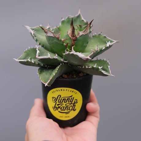 アガベ　ホワイトファイヤー　中株 アガベ チタノタ ホワイトファイヤー(白火焔)の特徴と育て方