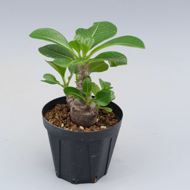 パキポディウム ウィンゾリー 実生株 039 Pachypodium windsorii |