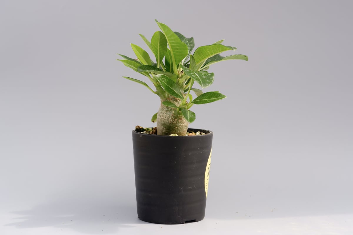 パキポディウム ウィンゾリー 006 Pachypodium windsorii | Sunn