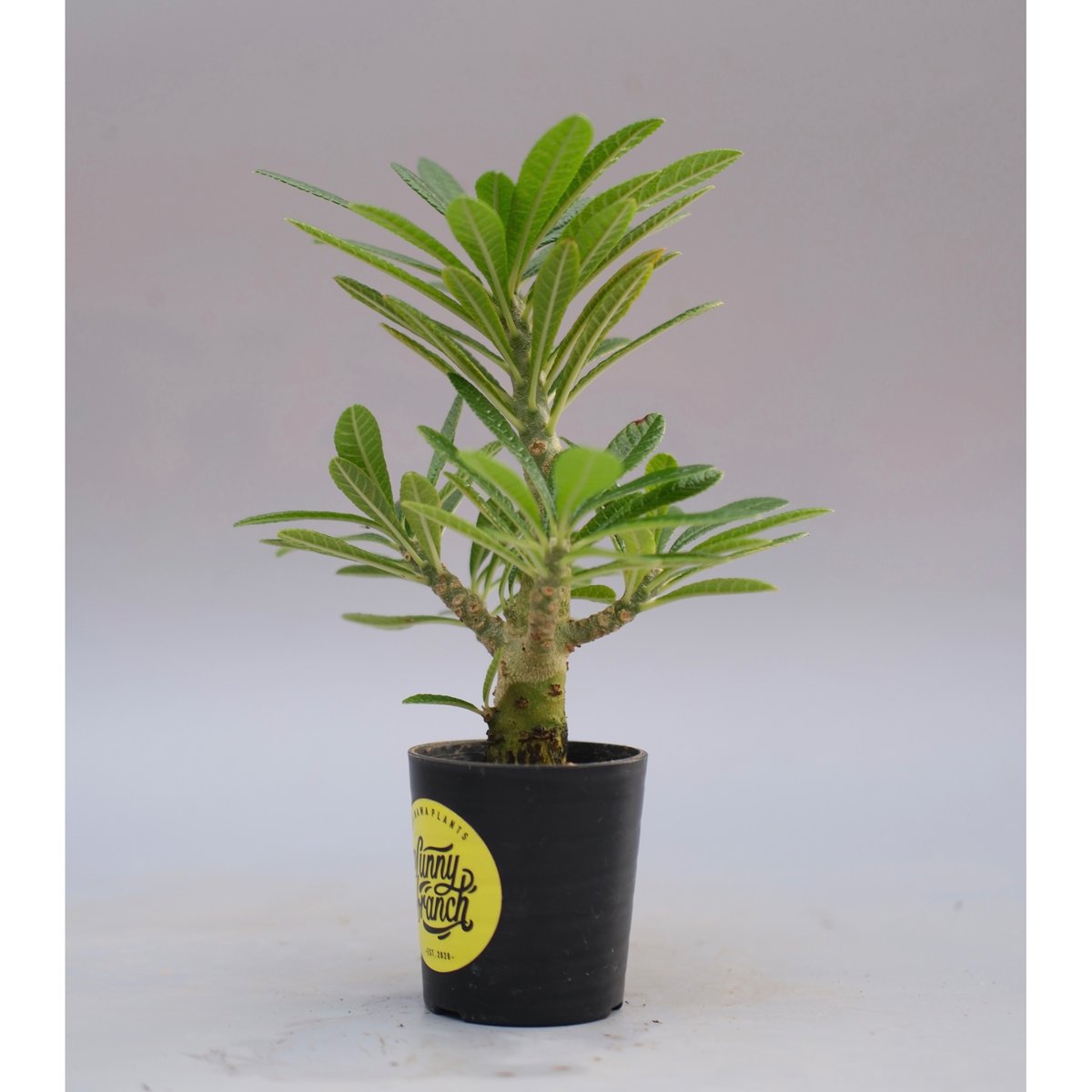 ドルステニア ギガス063 Dorstenia gigas | Sunny Branch