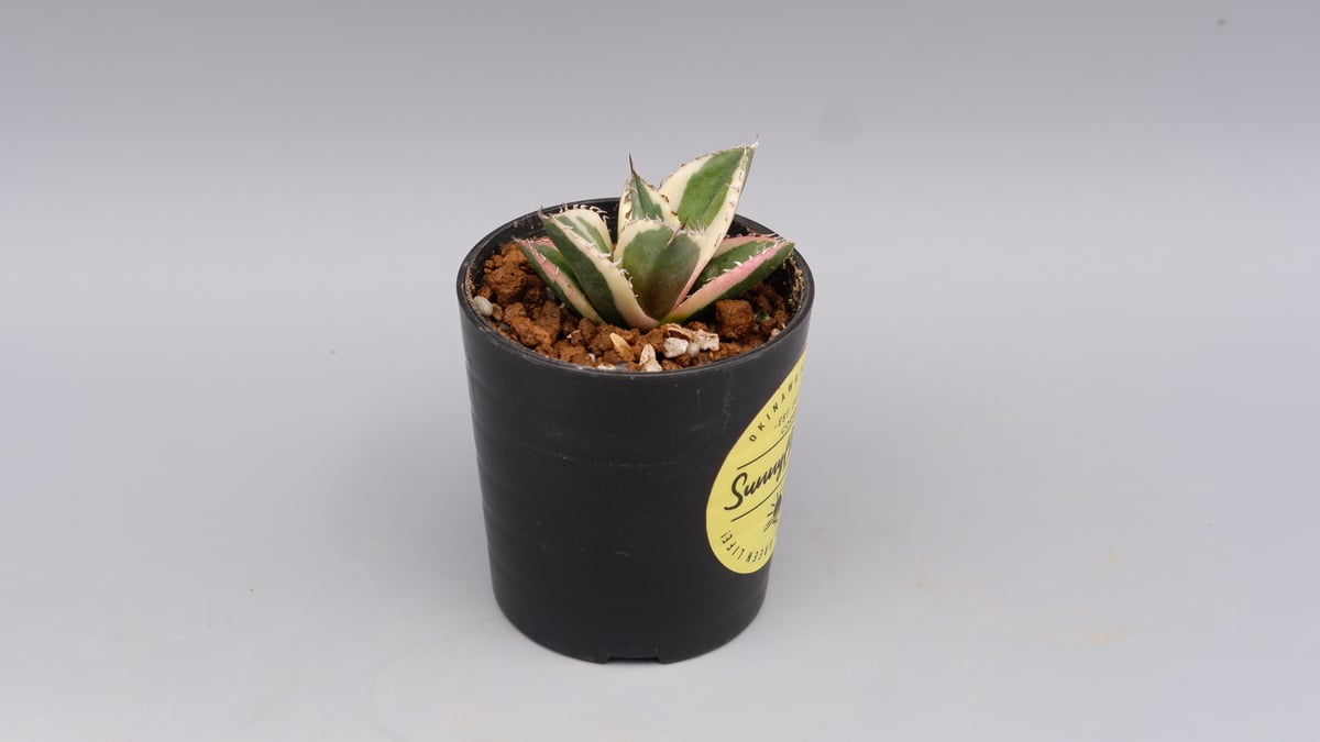 アガベ　チタノタ　スナグルトゥース　agave アガベ チタノタ スナグルトゥース Agave titanota Snaggle