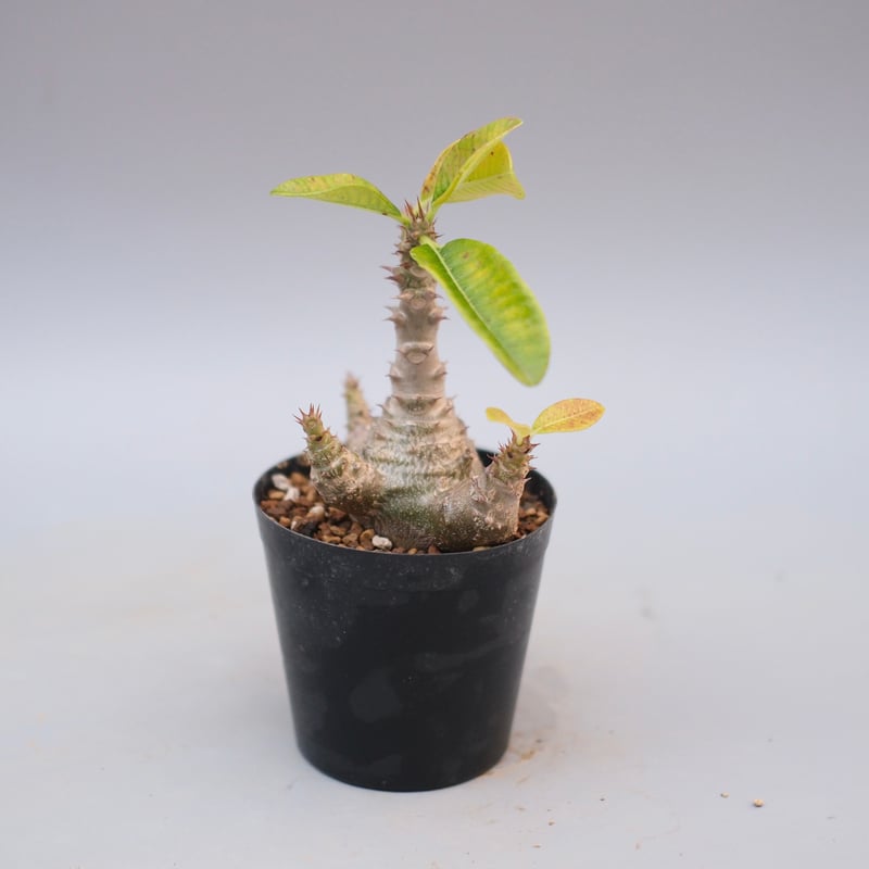 パキポディウム ウィンゾリー 実生株 122 Pachypodium windsorii |