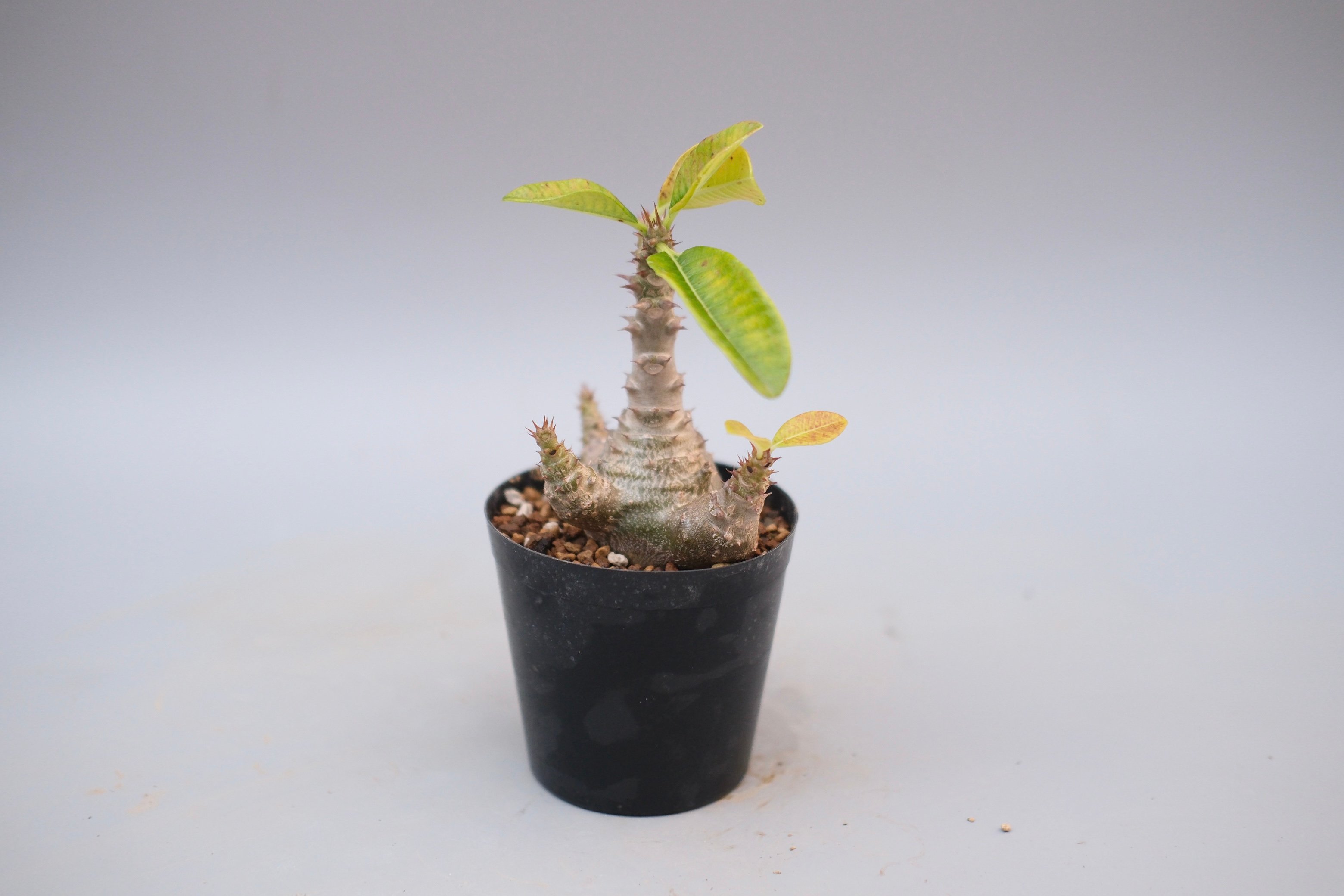 パキポディウム ウィンゾリー 実生株 122 Pachypodium windsorii |