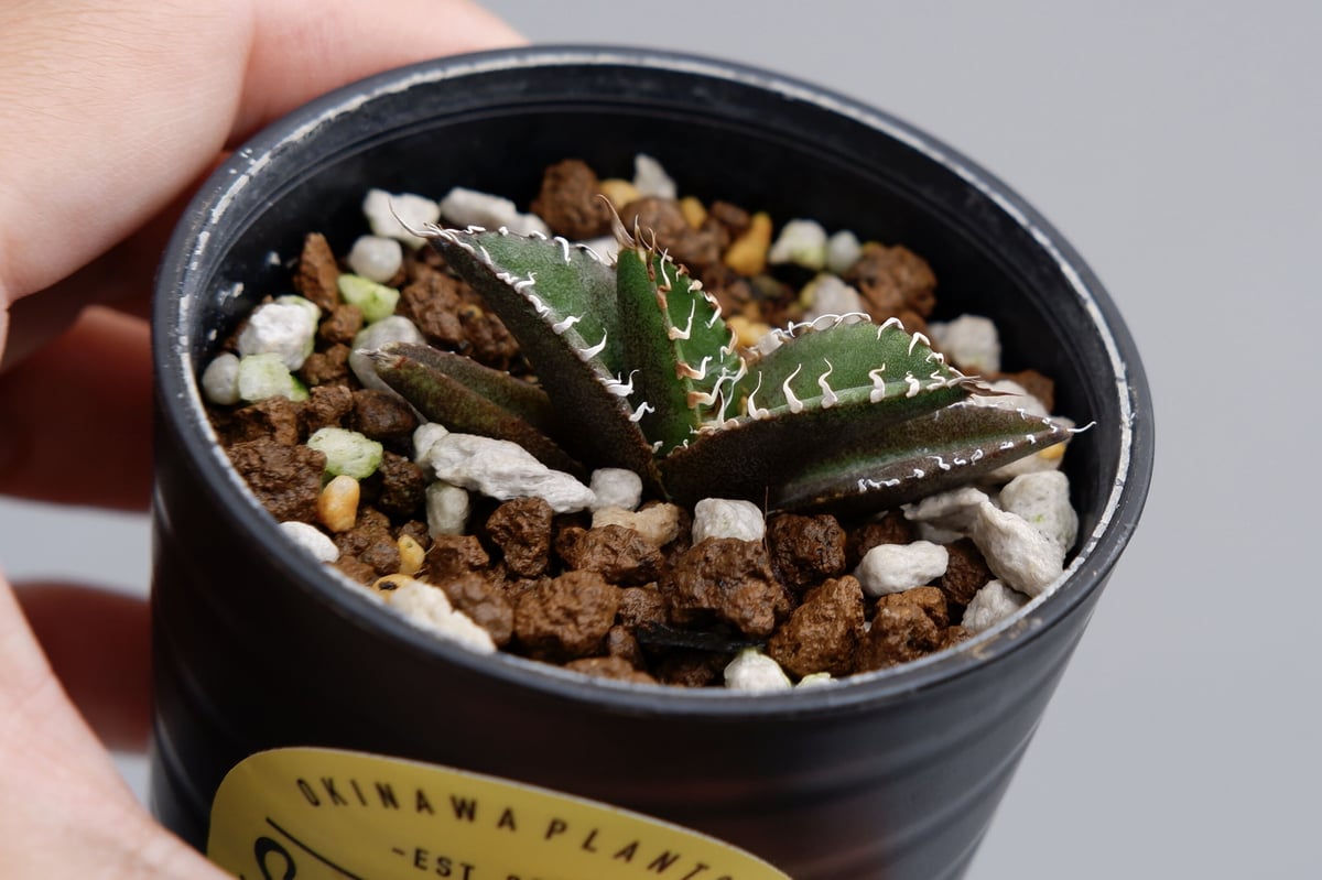 アガベ チタノタ シーザー Agave titanota caesar 006 | Sunny