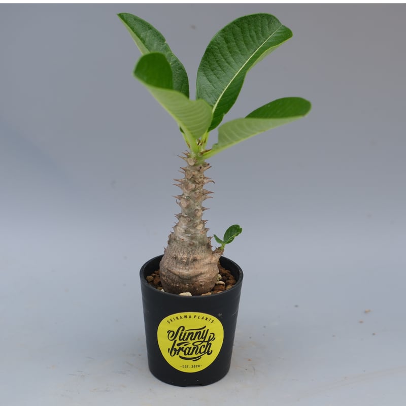 パキポディウム ウィンゾリー 実生株 056 Pachypodium windsorii |
