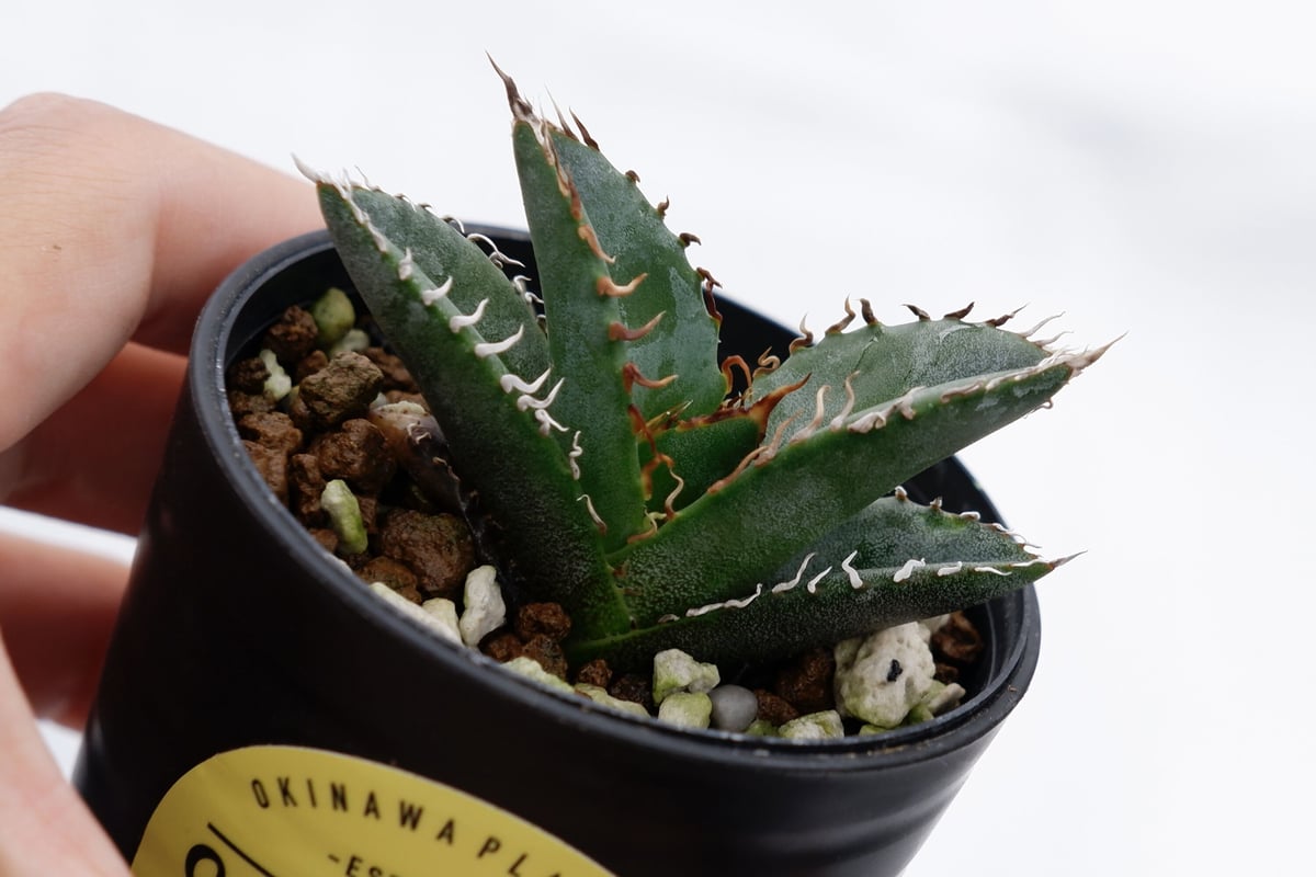 187✴コレクション株✴【7.13写真更新】アガベ オテロイ 実生 187✴コレクション株✴【7.13写真更新】アガベ オテロイ 実生