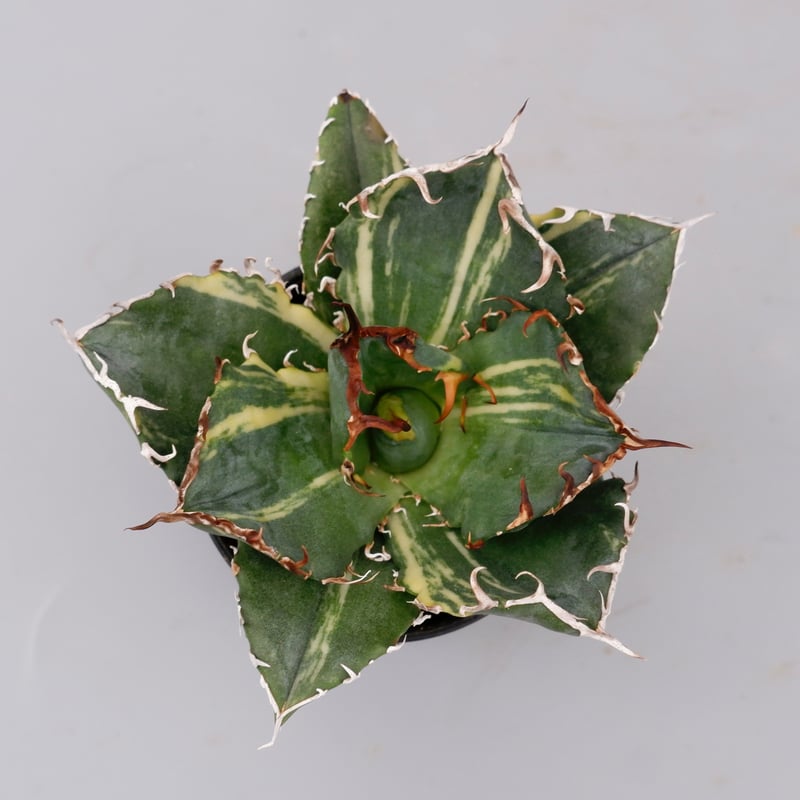 斑入り】アガベ チタノタ 白鯨 Agave titanota white whale 204 斑入り】アガベ チタノタ 白鯨 Agave titanota white whale 204