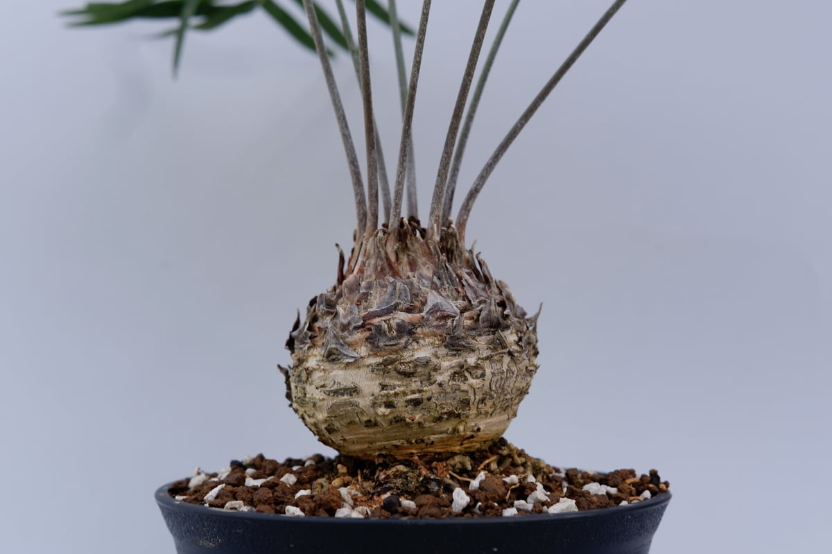 ザミア フロリダーナ 001 Zamia floridana 蘇鉄 | Sunny Branch