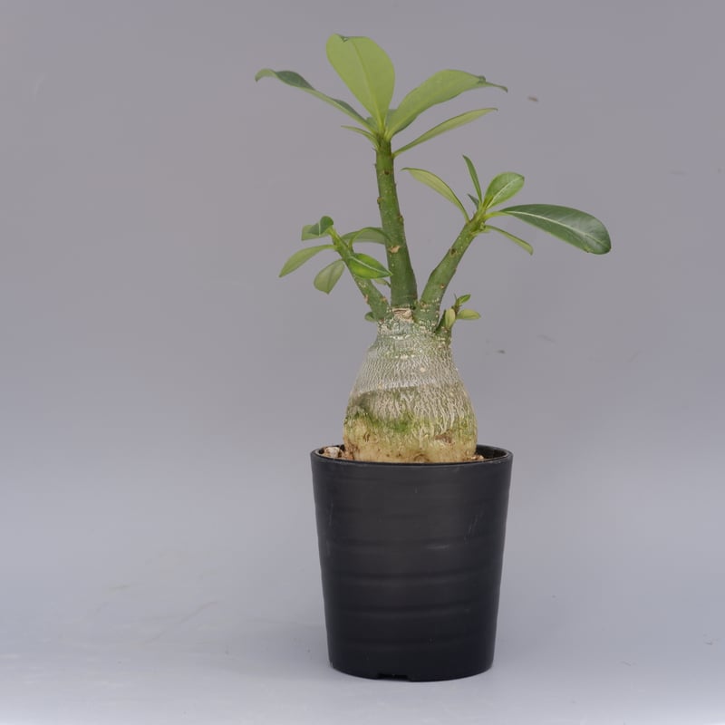 アデニウム ソマレンセ 実生株 Adenium somalense 003 | Sunny B アデニウム ソマレンセ 実生株 Adenium somalense 003 | Sunny B