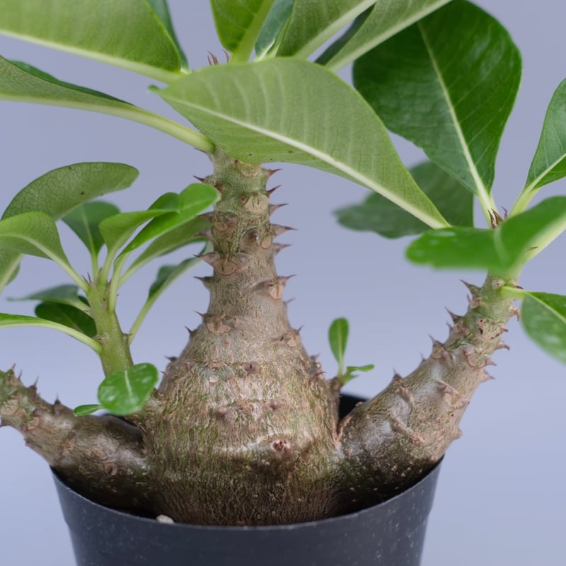 パキポディウム ウィンゾリー 実生株 066 Pachypodium windsorii