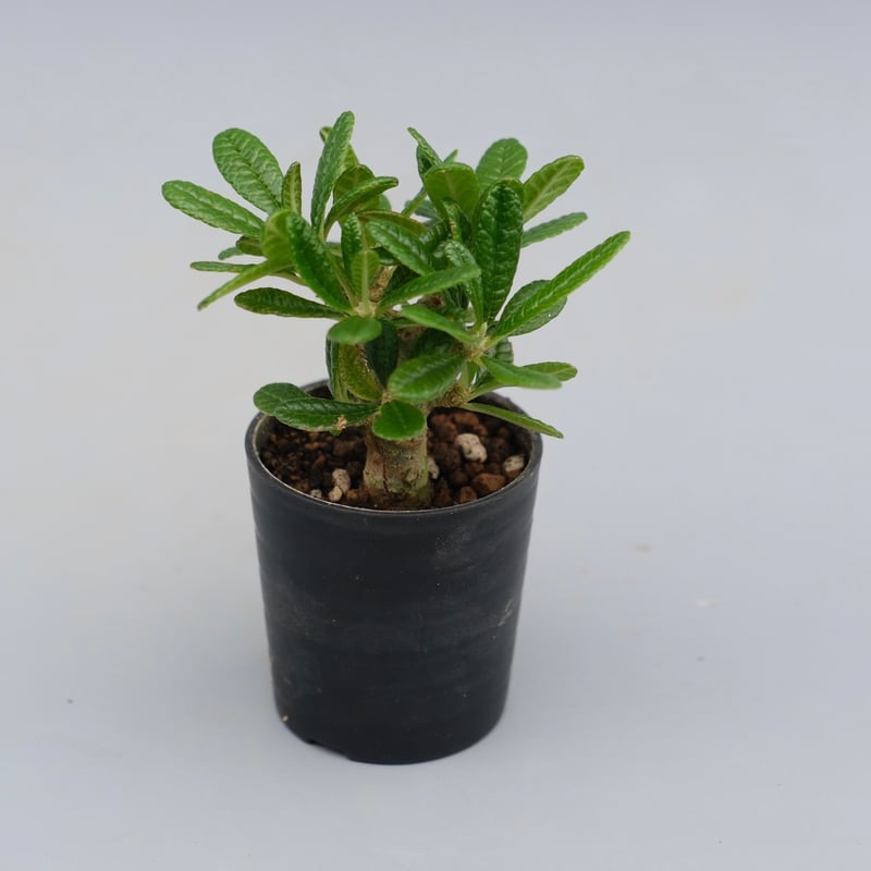 ドルステニア ギガス044 Dorstenia gigas | Sunny Branch
