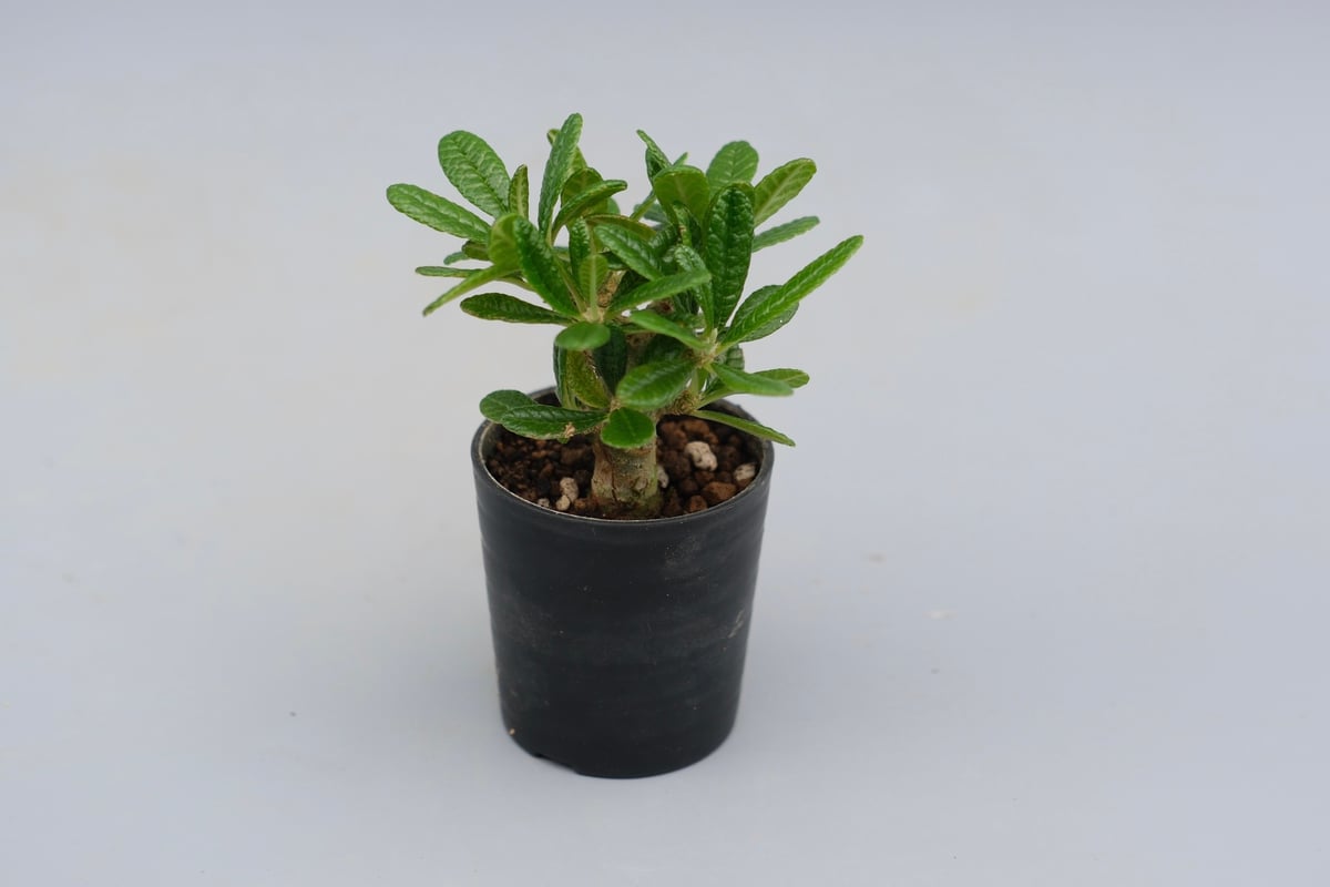 ドルステニア ギガス ドルステニア ギガス044 Dorstenia gigas | Sunny Branch