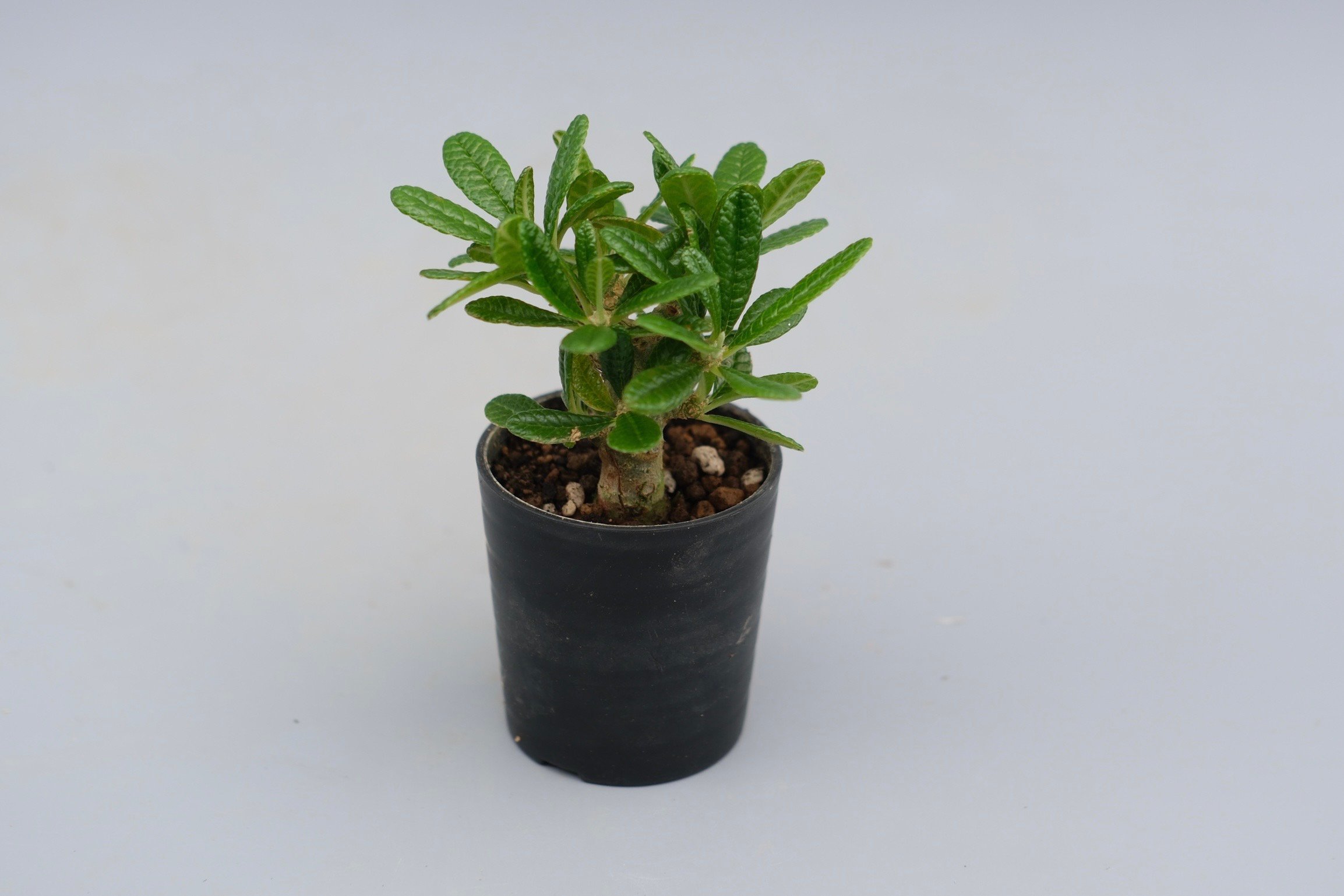 ドルステニア ギガス044 Dorstenia gigas | Sunny Branch