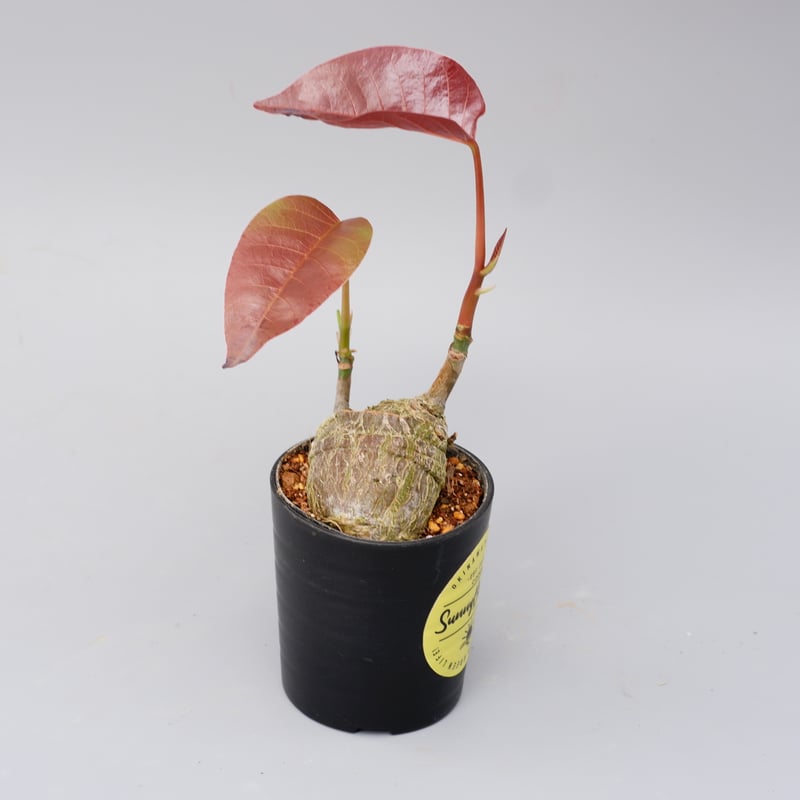 プセウド ボンバックス 012 Pseudobombax ellipticum | Sunny