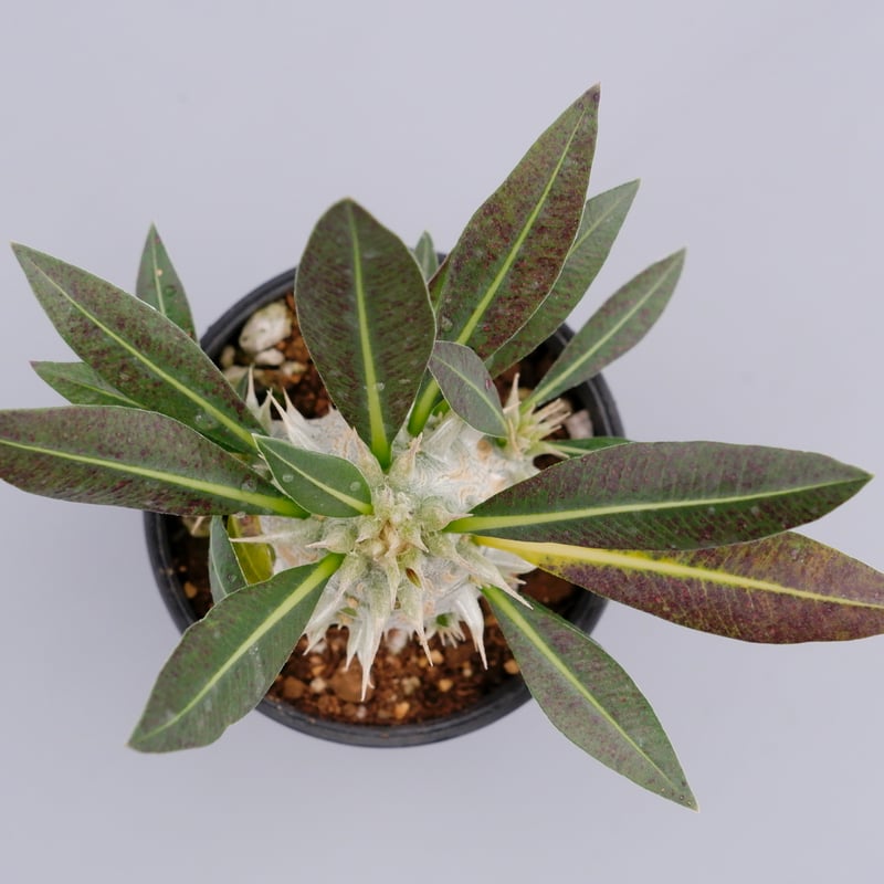 パキポディウム・ロスラーツム実生(群生株) パキポディウム ロスラーツム 実生株 012 Pachypodium rosulatum