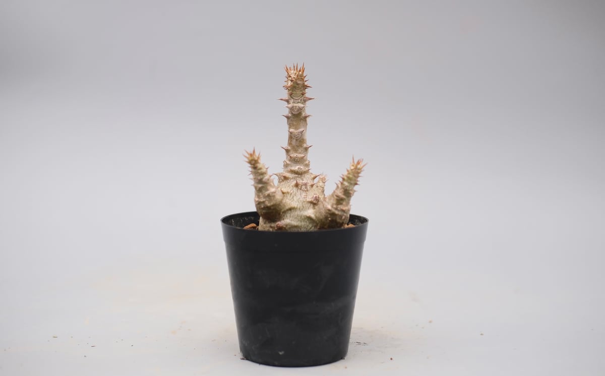 パキポディウム ウィンゾリー 実生株 135 Pachypodium windsorii |