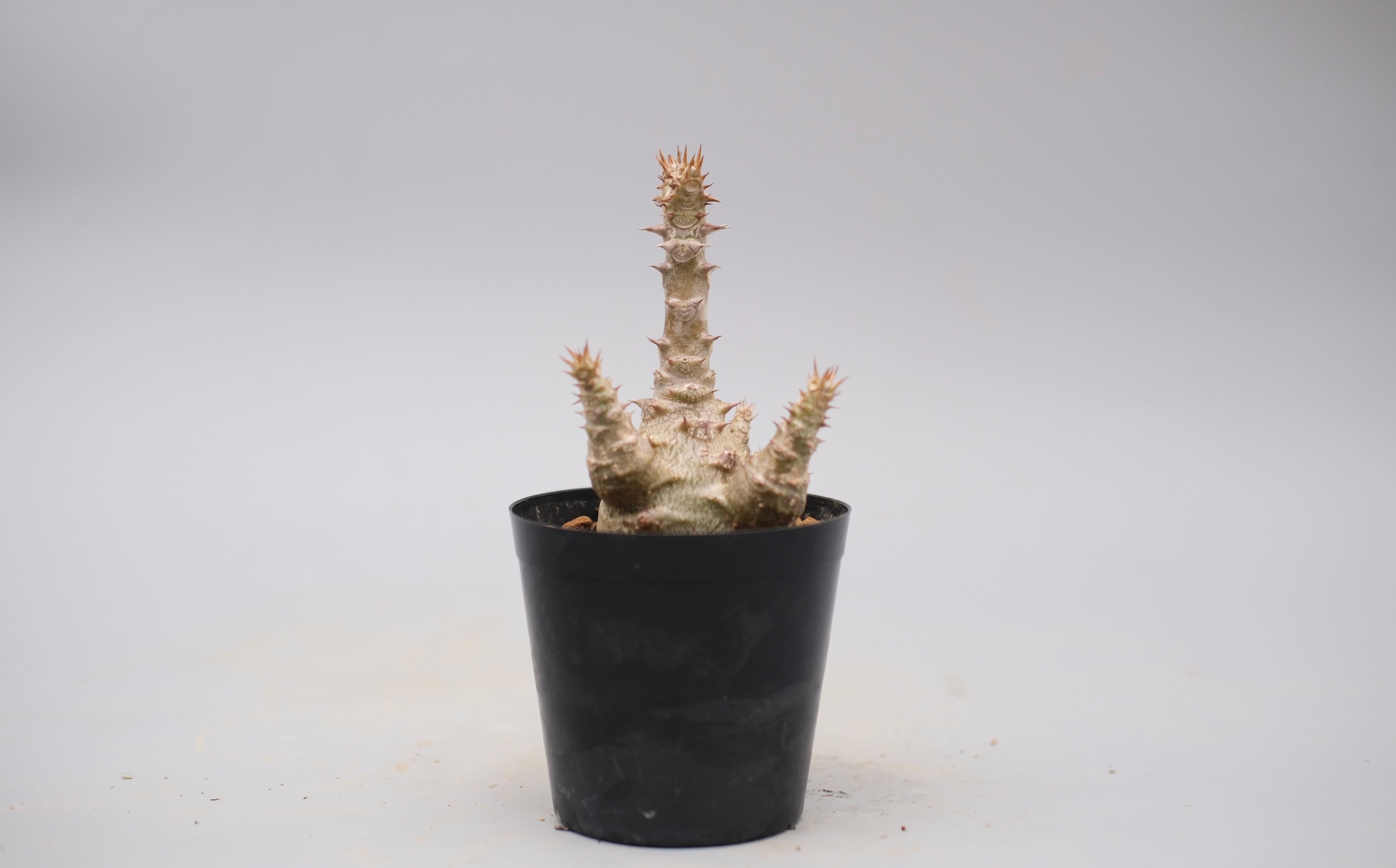パキポディウム ウィンゾリー 実生株 135 Pachypodium windsorii |