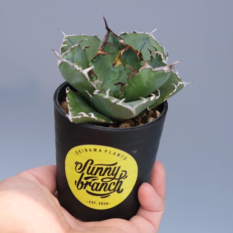 白鯨　アガベ アガベ 白鯨 | STELLA.PLANTS