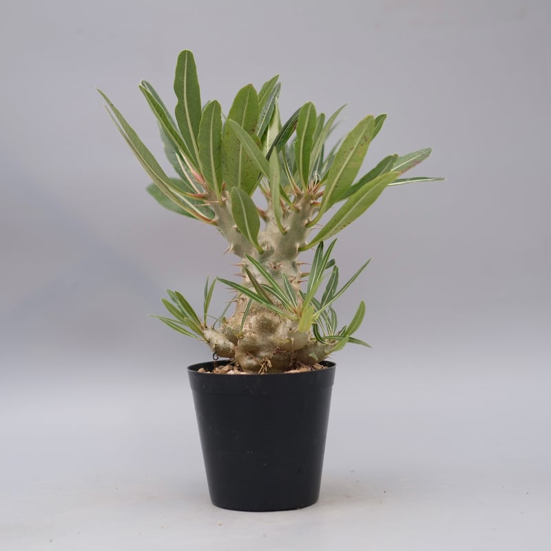 パキポディウム カクチペス 実生株 027 Pachypodium cactipes | Su