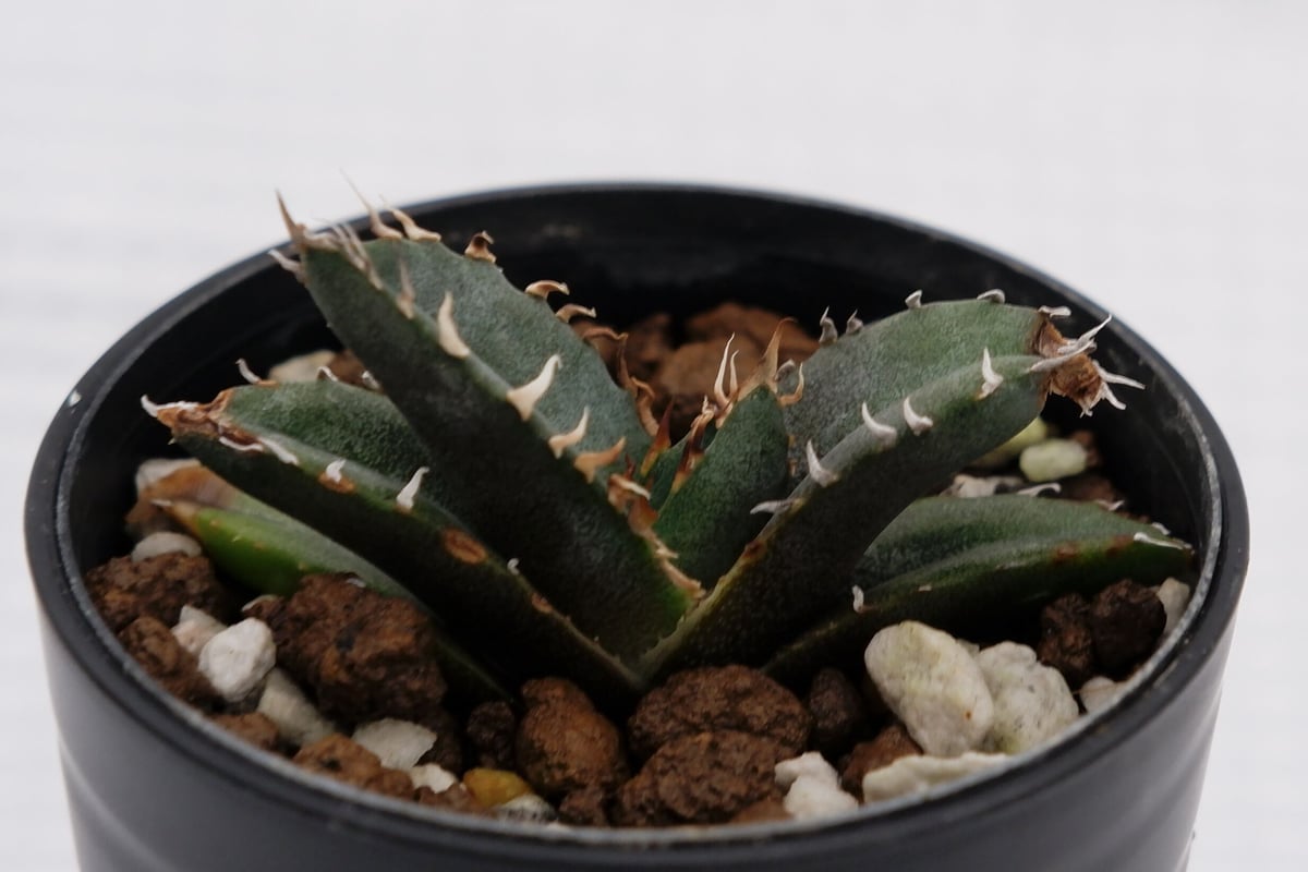 アガベ チタノタ 白鯨 032 Agave titanota white whale | Su