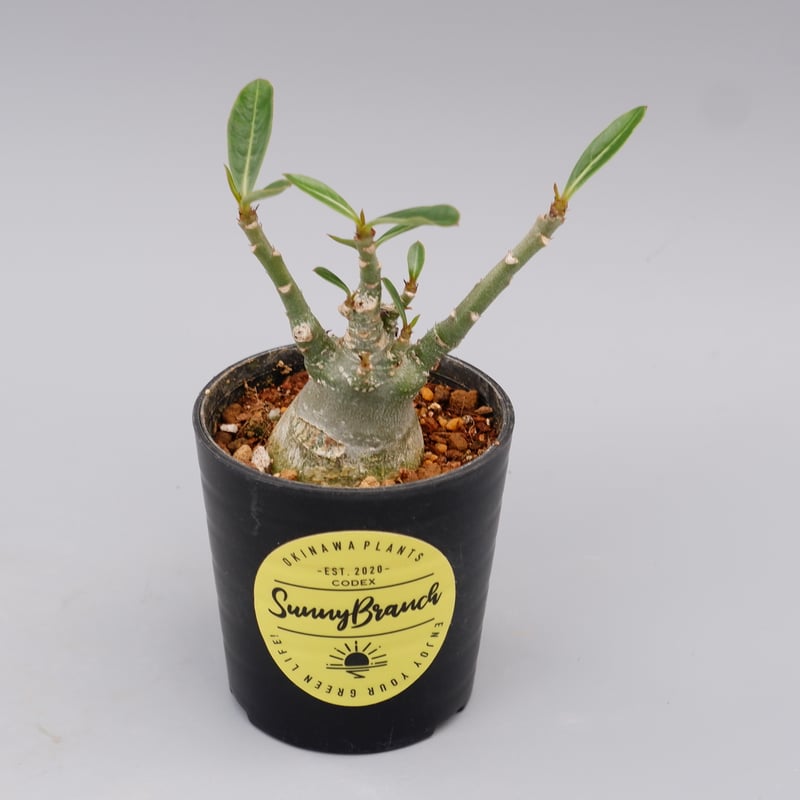 アデニウム ソマレンセ 実生株 Adenium somalense 002 | Sunny