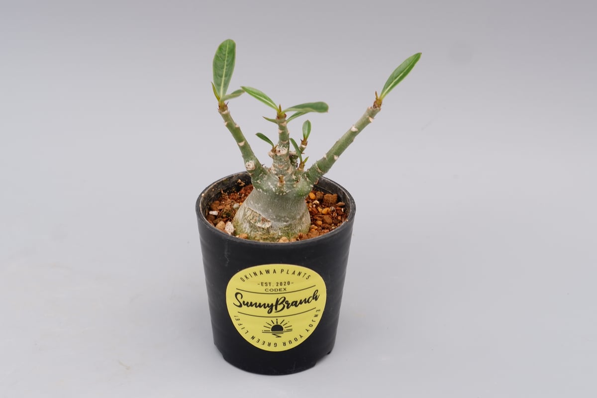 アデニウム ソマレンセ 実生株 Adenium somalense 002 | Sunny