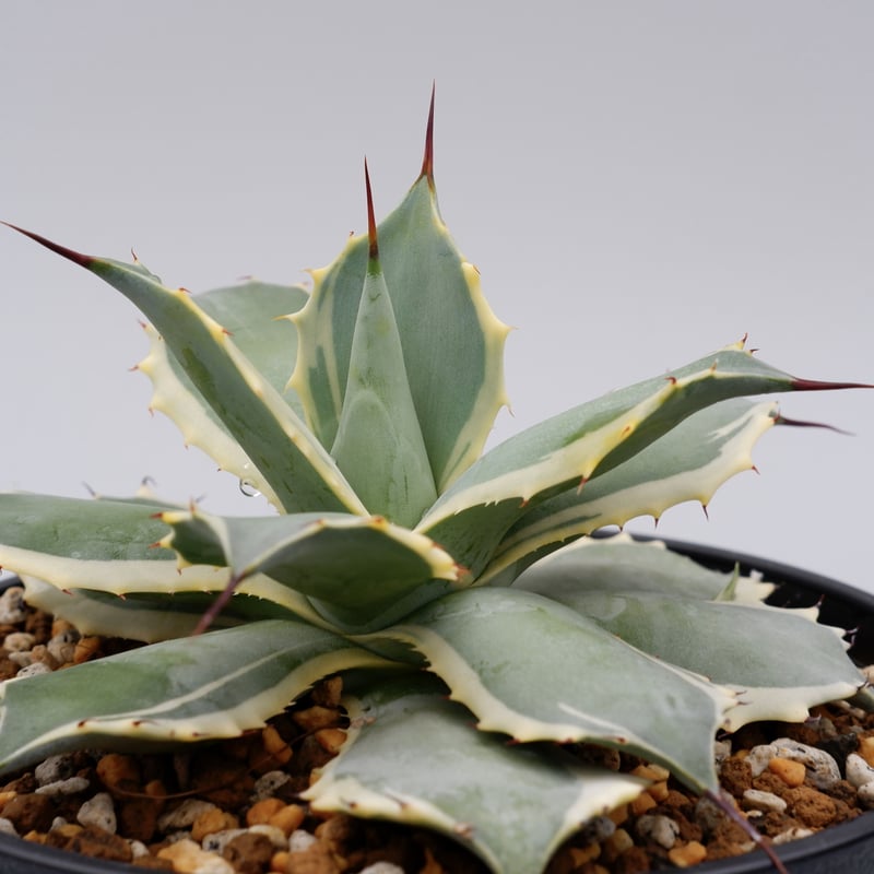 Agave Potatorum Bluewinds 004 | Sunny Branch