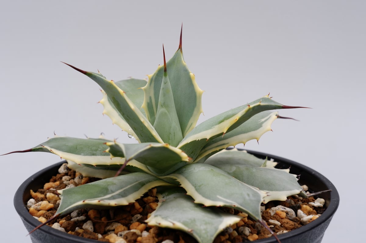 Agave Potatorum Bluewinds 004 | Sunny Branch